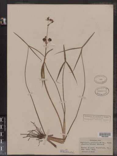 Sagittaria latifolia f. gracilis