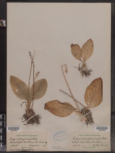 Liparis liliifolia