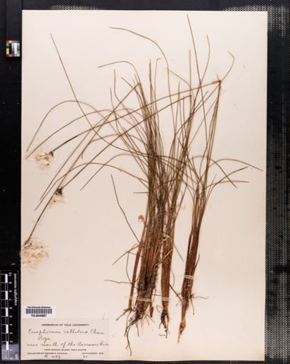 Eriophorum