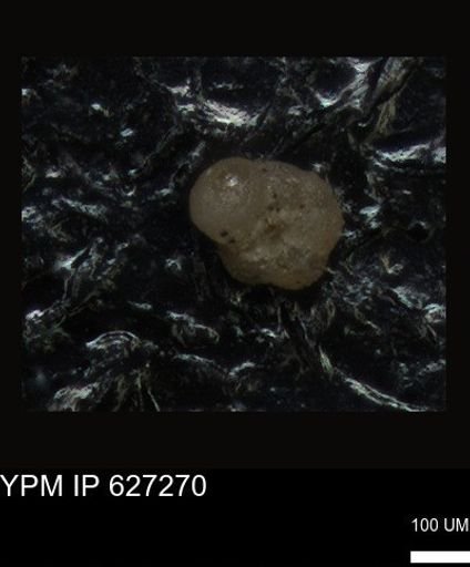 undet. Foraminiferida