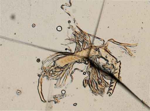 Cratena pilata