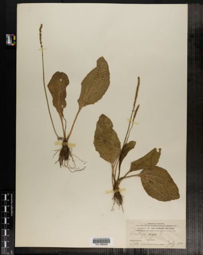 Plantae