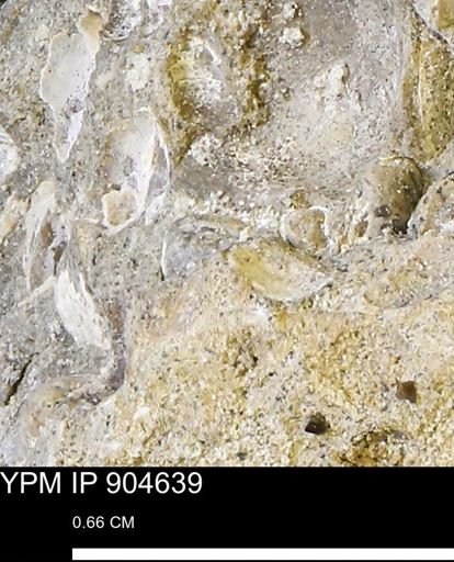 undet. Bivalvia