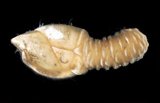 Trianguloscalpellum