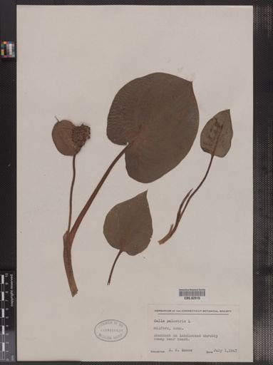 Calla palustris