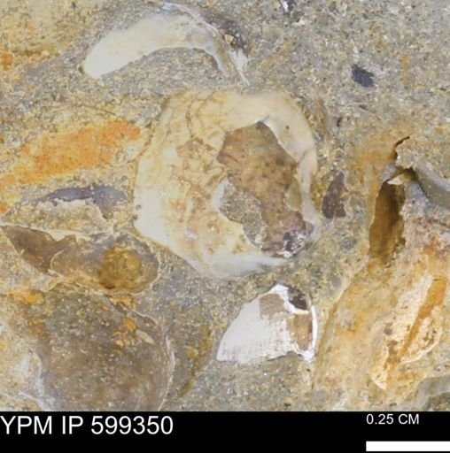 Protocardia subquadrata