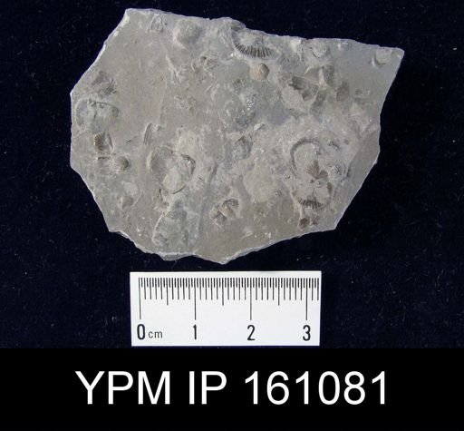 Dalmanella testudinaria
