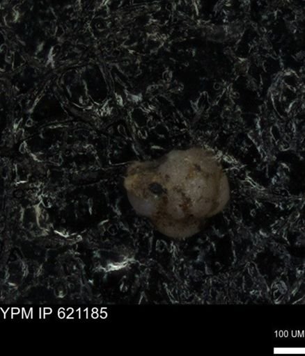 undet. Foraminiferida