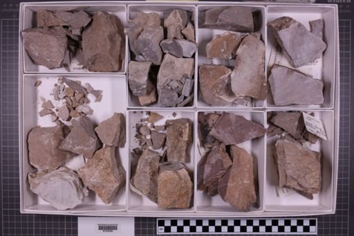 mixed taxa, stratigraphic collection