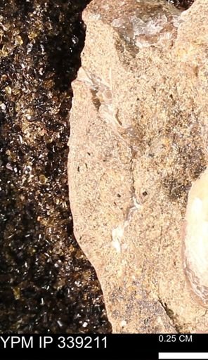 undet. Mollusca