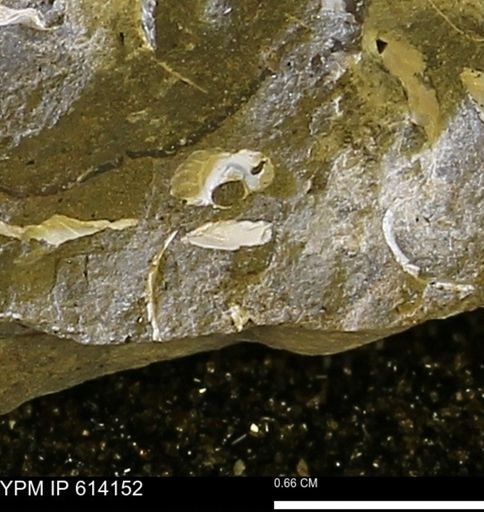 undet. Mollusca