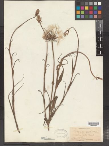 Tragopogon pratensis
