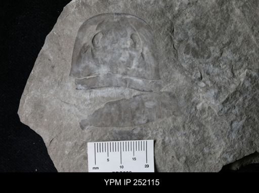 Eurypterus sp.