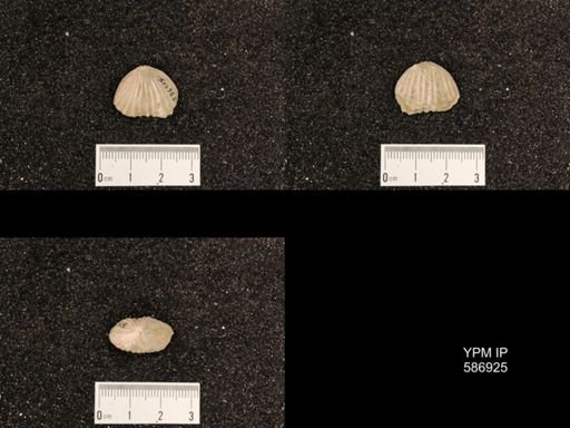 Rhynchotrema capax
