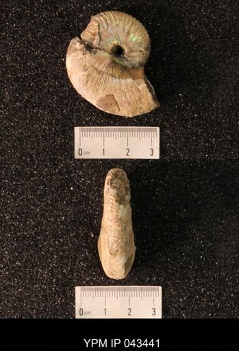 Hoploscaphites nicolletii
