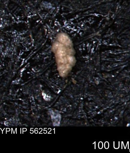 Verneuilina canadensis