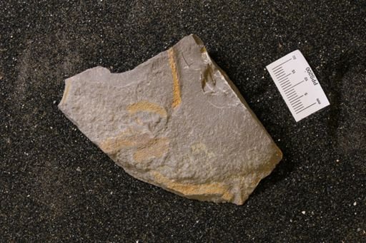 Bryozoa?