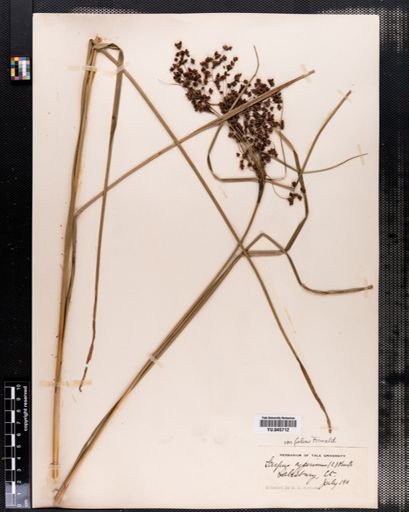 Scirpus cyperinus