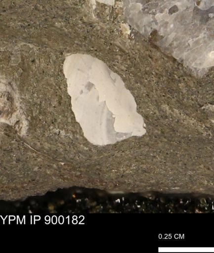 undet. Mollusca
