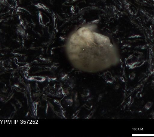 undet. Foraminiferida