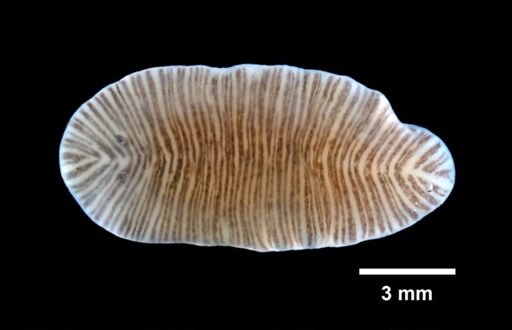 Stylochus zebra