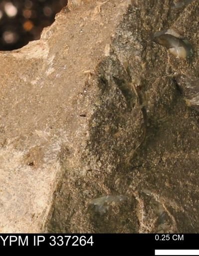 undet. Mollusca