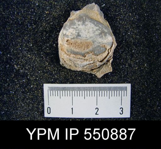 Linoproductus cora