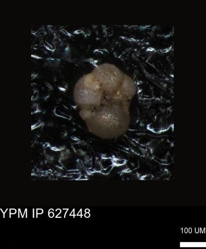 undet. Foraminiferida