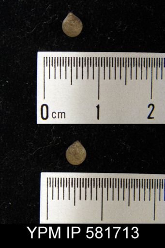 Meristella sp.