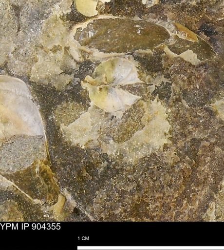 undet. Bivalvia