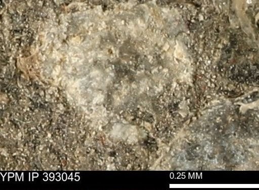 undet. Mollusca