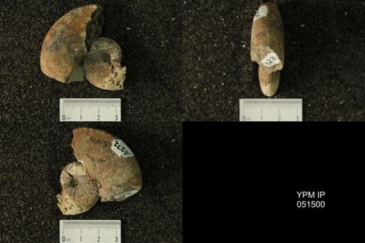 Hoploscaphites nicolletii