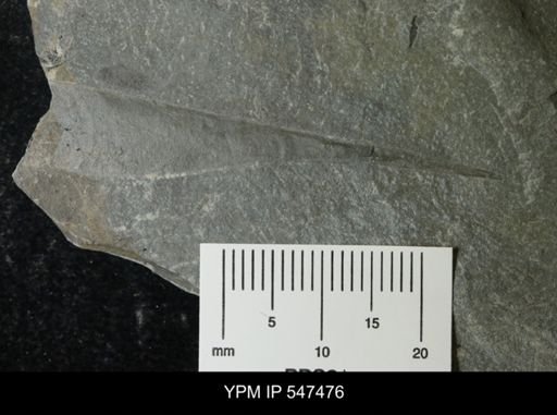 undet. Arthropoda