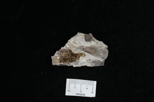 Protosphyraena sp.