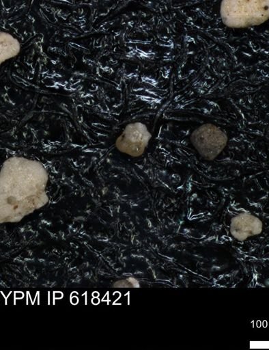 undet. Foraminiferida