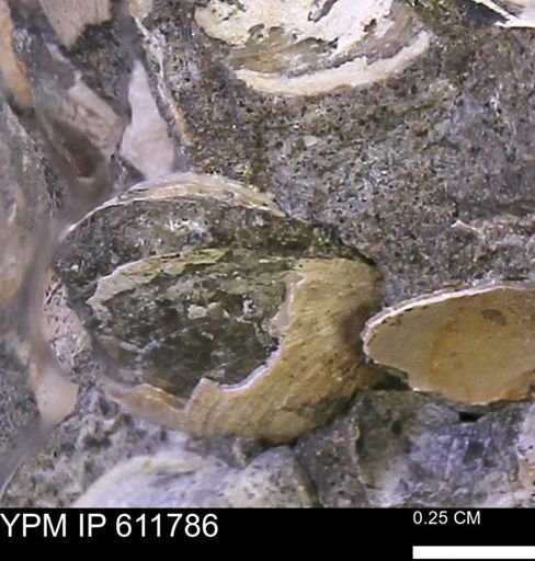 Protocardia sp.