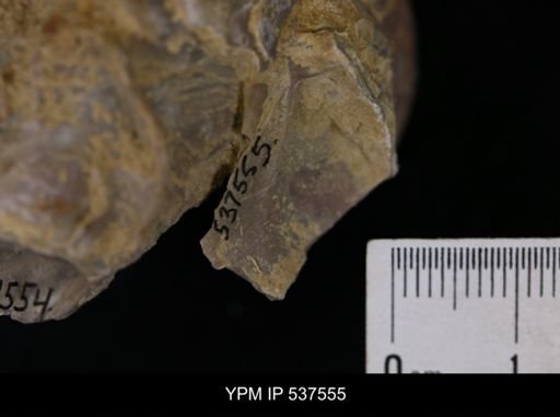 Gryphaea mucronata