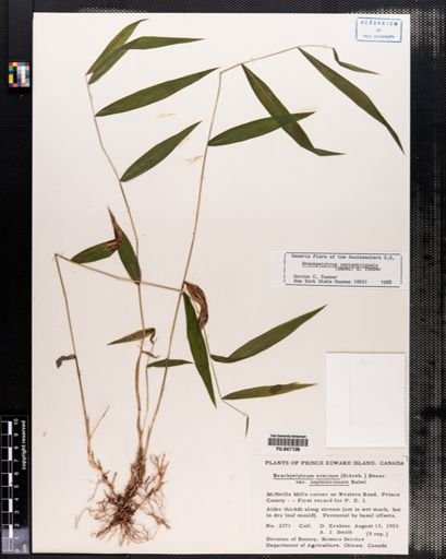 Brachyelytrum septentrionale