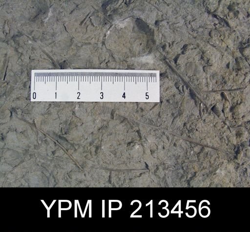 Linoproductus magnispinus