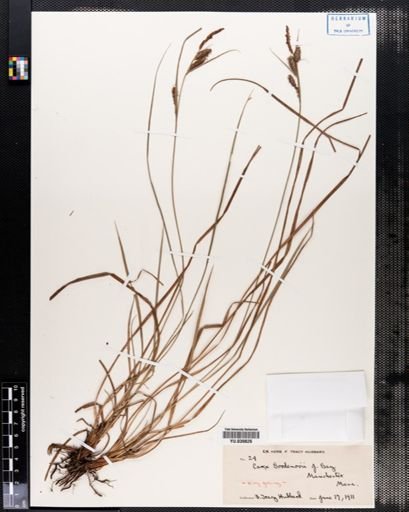 Carex