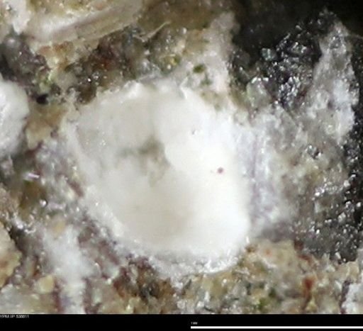 Corbulamella gregaria