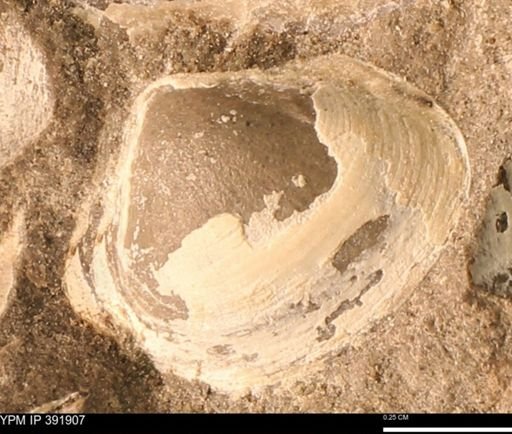 Protocardia sp.