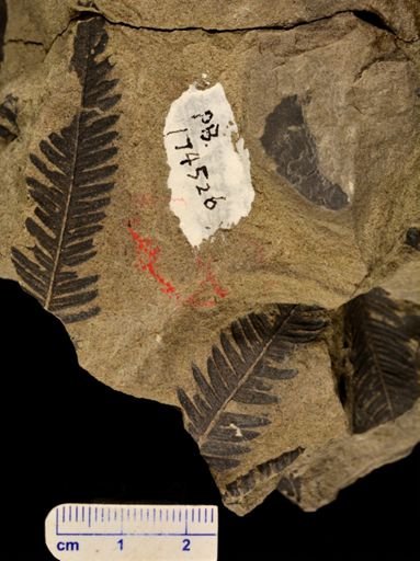 Calcaropteris boeselii
