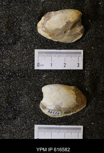 Corbicula?