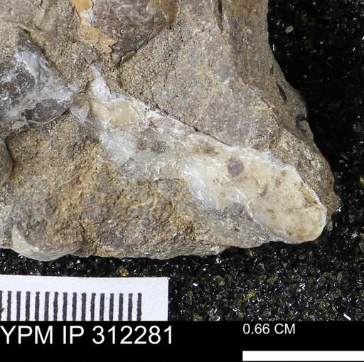 undet. Bivalvia