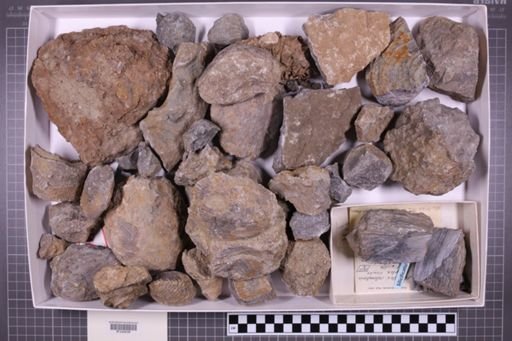 mixed taxa, stratigraphic collection