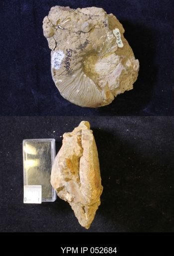 Hoploscaphites comprimus