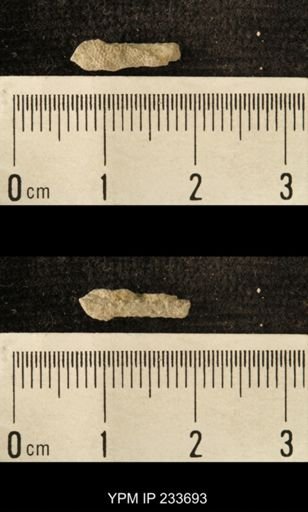 Archaeocidaris sp.
