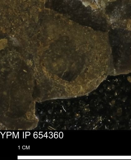 undet. Mollusca