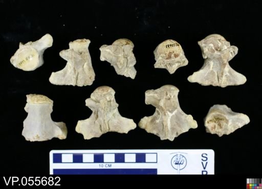 Clidastes sp.